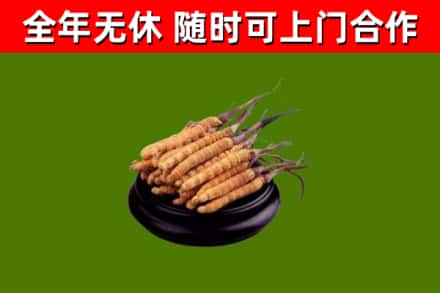 全椒回收散虫草