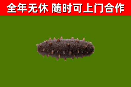 全椒回收海参干